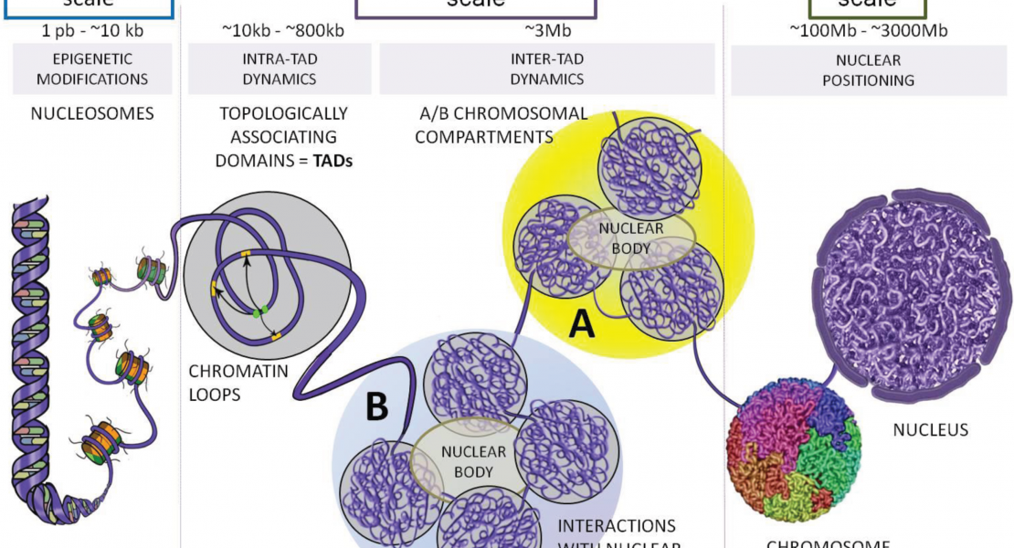 The Paf1 Complex Represses Small-RNA-mediated Epigenetic Gene Silencing ...