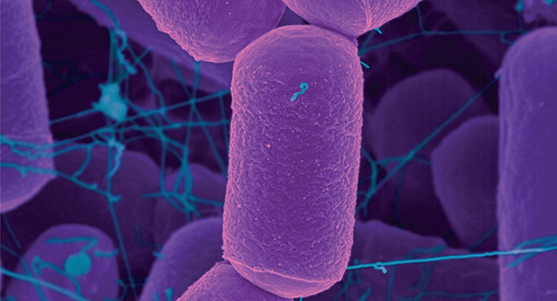 Developmental Progression to Infectivity in Trypanosoma brucei